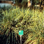 Carex morrowii 'Variegata'