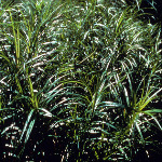 Carex muskingumensis 'Wachtposten'
