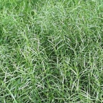 Carex muskingumensis 'Little Midge'
