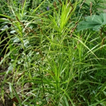 Carex muskingumensis 'Oehme'