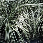 Carex oshimensis 'Gold Strike'