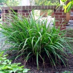 Carex pendula 