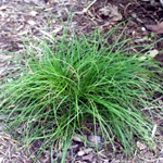 Carex pensylvanica