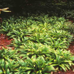 Carex plantaginea
