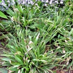 Carex platyphylla