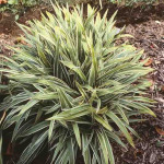 Carex siderosticha 'Variegata'