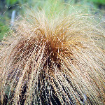 Carex comans 'Bronze’
