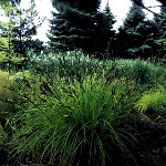 Carex morrowii