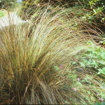 Carex testacea 