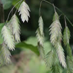 Chasmanthium latifolium 