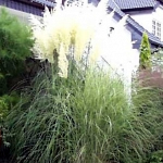 ortaderia 'Andes Silver’ 