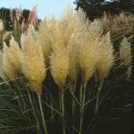 Cortaderia 'Pumila’