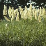 Cortederia 'Sunningdale Silver'
