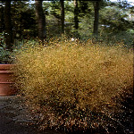 Deschampsia cespitosa 