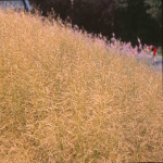 Deschampsia cespitosa 'Goldstaub’ 