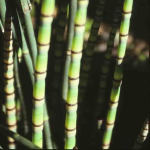Equisetum hyemale