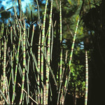 Equisetum robustum 