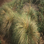 Eragrostis 