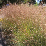 Eragrostis trichoides 