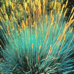 Festuca glauca 'Meerblau’