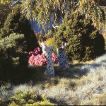 Festuca glauca