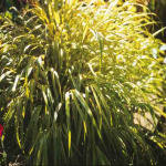Hakonechloa macra 'Aureola’ 