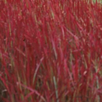 Imperata 'Red Baron’ 