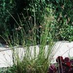 Juncus effusus 