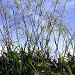 Luzula 'Marginata’