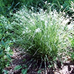 Luzula nivea 