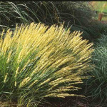 Melica ciliata 