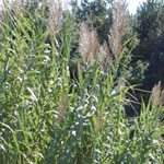 Miscanthus 'Giganteus’
