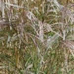 Miscanthus sinensis 'Kleine Fontäne’