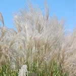 Miscanthus sinensis 'Sioux'
