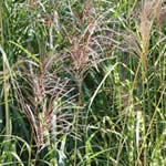 Miscanthus sinensis 'Zebrinus’ 
