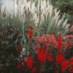 Miscanthus purpurascens