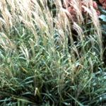Miscanthus sacchariflorus