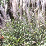 Miscanthus sacchariflorus 'Robustus’ 