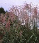 Miscanthus sinensis 'Andante' 