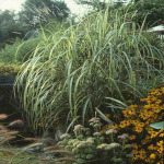 Miscanthus var. condensatus 'Cabaret’