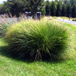 Miscanthus sinensis 'Gracillimus’