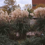 Miscanthus sinensis 'Malepartus'