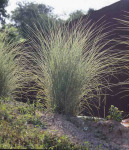 Miscanthus sinensis 'Morning Light