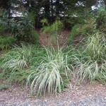 Miscanthus sinensis 'Rigoletto'