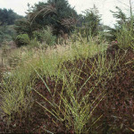 Miscanthus sinensis 'Strictus’