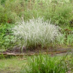 Miscanthus sinensis 'Variegatus’ 