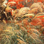 Miscanthus transmorissonensis
