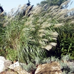Miscanthus var. condensatus 