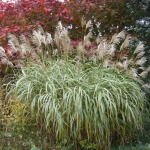 Miscanthus var. condensatus 'Cosmopolitan' 