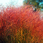Miscanthus sinensis 'Rotsilber’